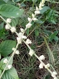 Image result for Olax pentandra