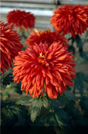 Most Recent Images Chrysanthemum Flower Strategies Chrysanthemums Also Known As Mums Thus To Their Friends Spring Garden Flowers Chrysanthemum Flower Pots