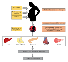 Potential Intergenerational Effects Of Maternal Nonnutritive Sweeteners Download Scientific Diagram