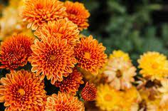 October S Orange Flowers And Chrysanthemums Chrysanthemum Image Send Flowers Online Chrysanthemum