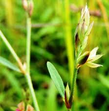 Image result for Alysicarpus zeyheri