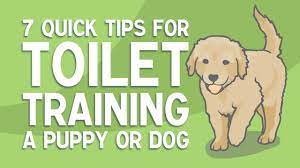 We did not find results for: 7 Quick Tips For Toilet Training A Puppy Or Dog Youtube
