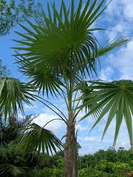 Image result for Coccothrinax