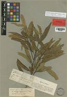 Image result for Hunteria zeylanica