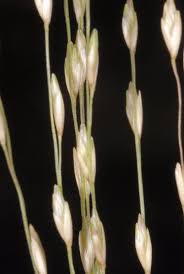 Image result for Aristida stenostachya