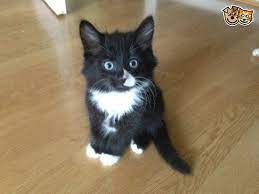 Long haired cat breeds are known for their luxurious coats. Long Haired Black And White Kitten Doe Sale Waltham Abbey Essex Pets4homes Black And White Kittens White Kittens Grey And White Cat