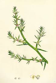 Image result for Salsola kali