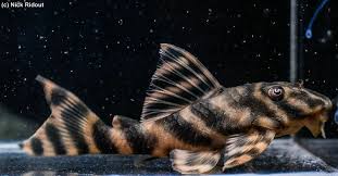 De rio negro bied in een aquarium een prachtig gezicht van gekleurd water en felgekleurde vissen. L Welse Com Datenbank Peckoltia Sp Rio Negro Ii Powered By Reviewpost