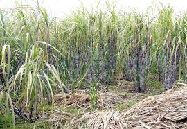 See full list on minecraft.fandom.com Sugarcane Plant Britannica