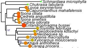Image result for Lovoa swynnertonii