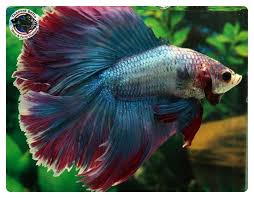 Dt340 Male King Of Dance Betta Fish Photos Of Fish Betta