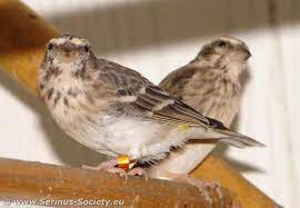 Bila dilihat sekilas kedua jenis lovebird baik yang jantan dan betina memang. Duplikat Blackthroat Bernama Reichenows Seedeater Om Kicau