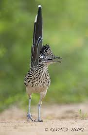 Birds Of The Southwest Desert Roadrunner 1 By Kevin J Hurt Phd On 500px Beautiful Birds Road Runner Desert Animals