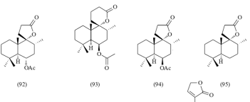 Image result for Vitex madiensis