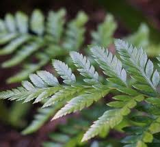 Image result for Rumohra adiantiformis