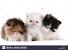 Calico Tabby Exotic Shorthair