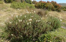 Image result for Hebenstretia angolensis