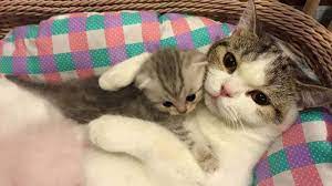 Siberian kittens and cats for sale from longtime breeders of siberian cats in new york state. Mother Cat And Cute Kittens Best Family Cats Comilation 2018 Youtube