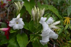 Image result for dipladenie suaveolens obrázek