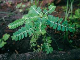 Image result for Phyllanthus engleri
