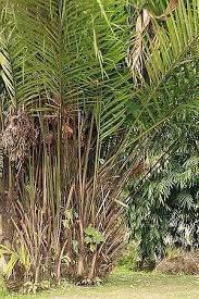 Image result for Raphia gentiliana