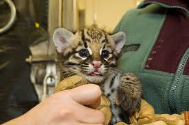 Ocelot Kitten For Sale