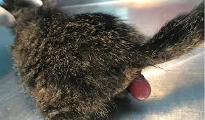 When the colon is overdistended, i.e., when a megacolon is present, cisapride won't help one bit. Rectal Prolapse In Cats Petcoach