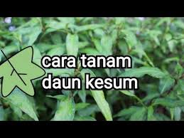 Mudah tanam kesum, tebuk lubang penutup bekas, cucuk batang letak air. Cara Cara Nak Tanam Daun Kesum Youtube