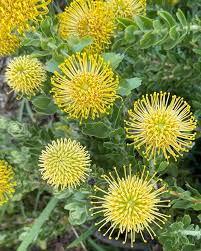 Image result for Leucospermum