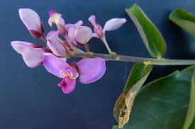 Image result for Securidaca welwitschii