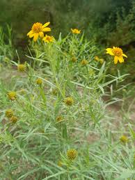 Image result for Pascalia glauca