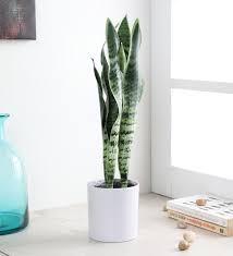 Look for costa farms snake plants at your favorite local retailer or. Buy Green Fabric Artificial Sansevieria Snake Plant With Pot By Fourwalls Online Artificial Plants Artificial Plants Home Decor Pepperfry Product