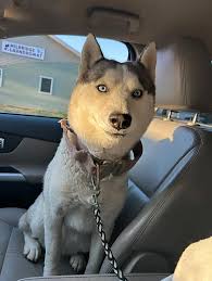 Need Dunkin' Munchkins to avoid tantrum