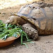 Water dish filled with water is always available, water dish should be easy access , he cn go in n out by himself without trouble. What To Feed Your Sulcata Tortoise Pethelpful