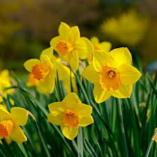 Do you know your birth flower? What Are The December Birth Flowers Narcissus Poinsettia