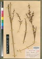 Image result for Scleria racemosa