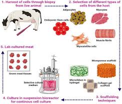 Normal karyotype and endogenous expression of pluripotent markers. Foods Free Full Text The Epic Of In Vitro Meat Production A Fiction Into Reality Html