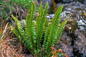 Image result for Lonchitis