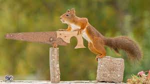 I Shoot Squirrels In My Backyard And I Can Almost Make A Living From What I Love Animals Squirrel Nature Animals