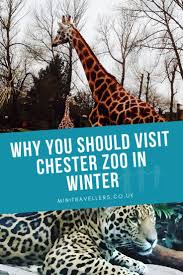 Why You Should Visit Chester Zoo In Winter Mini Travellers Family Travel Family Holiday Tips In 2020 Chester Zoo Days Out With Kids Family Travel