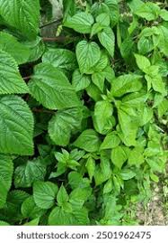 Image result for Tragia kirkiana