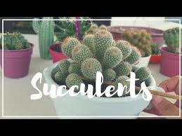 As such, some resources recommend a supplemental feeding of 1 stagger feedings and don't apply the epsom salt mixture the same week you apply regular plant fertilizer. Watering Succulents Cactus With Epsom Salt Youtube
