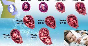 Untuk menghitung pergerakannya, bumil disarankan untuk memilih waktu yang sama setiap harinya. Mengenal Gerakan Bayi Dalam Kandungan Selama Kehamilan Cikimis