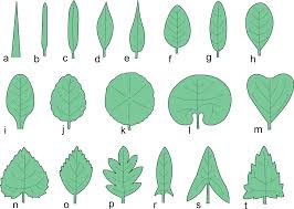 Leaves are generally speaking broad, flat, and thin: Types Of Leaves Common Leaves On Trees And Plants The Tree Center