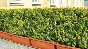 So mancher gartenfreund und auch viele restaurantbetreiber suchen nach pflanzen, die sich gut eignen, in einem pflanzgefäß auf der terrasse zu wachsen. Absolut Winterharte Kubelpflanzen Erprobte Auswahl Pflegeleicht Kubelpflanzen Sichtschutz Pflanzen Winterhart Terrassenpflanzen