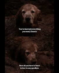 Parents need to know that homeward bound: Pin On The Funny Things Mostly