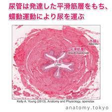 尿管は蠕動運動を行う 解答 尿管は1分間に4 5回の周期的な蠕動運動により尿をしごくように膀胱へ送ります 解剖学 泌尿器系 尿路 尿管 蠕動運動 peristalsis 一問一答 https www anatomy tokyo oqoa e3 80 9 解剖学 膀胱 医学