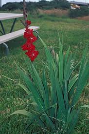 Image result for Gladiolus magnificus