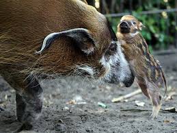 Das pinselohrschwein ist ein sehr guter schwimmer. Pinselohrschwein Im Berliner Zoo Geboren Berlin De