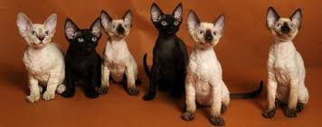 There are 125 devon rex kitten for sale on etsy, and they cost $20.57 on average. Devon Rex Cat Breeders Devon Rex Kittens For Sale Devon Rex Cats Devon Rex Kittens Rex Cat